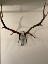 Psychedelic Painted European Elk Mount
