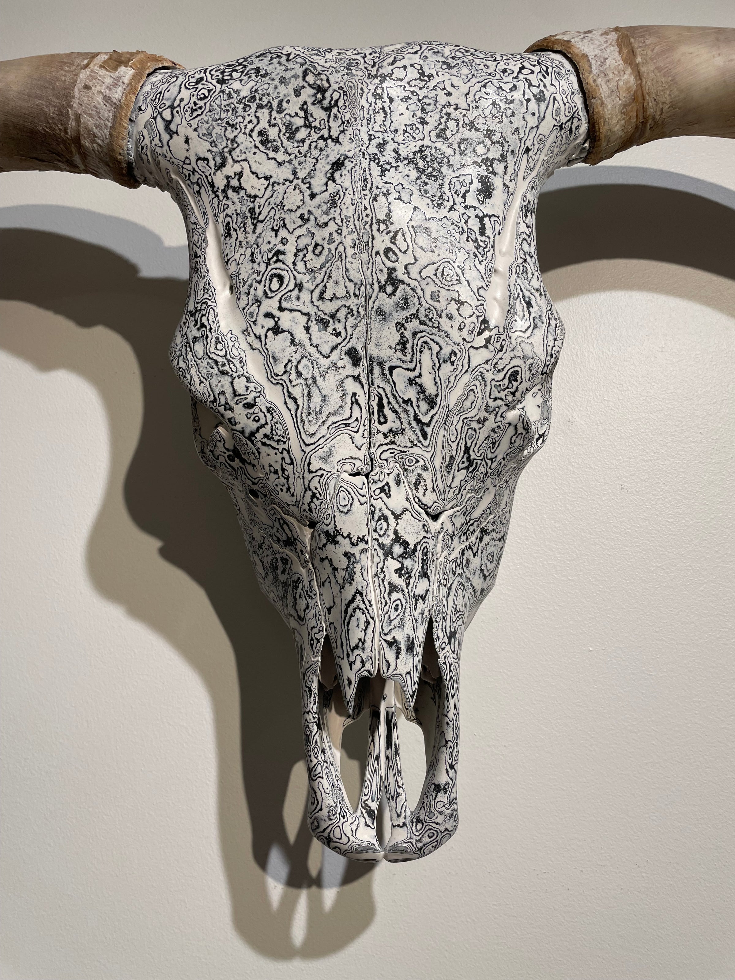 Highland Scottish Cow European Mount