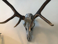 OD Painted European Elk Mount