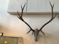 OD Painted European Elk Mount