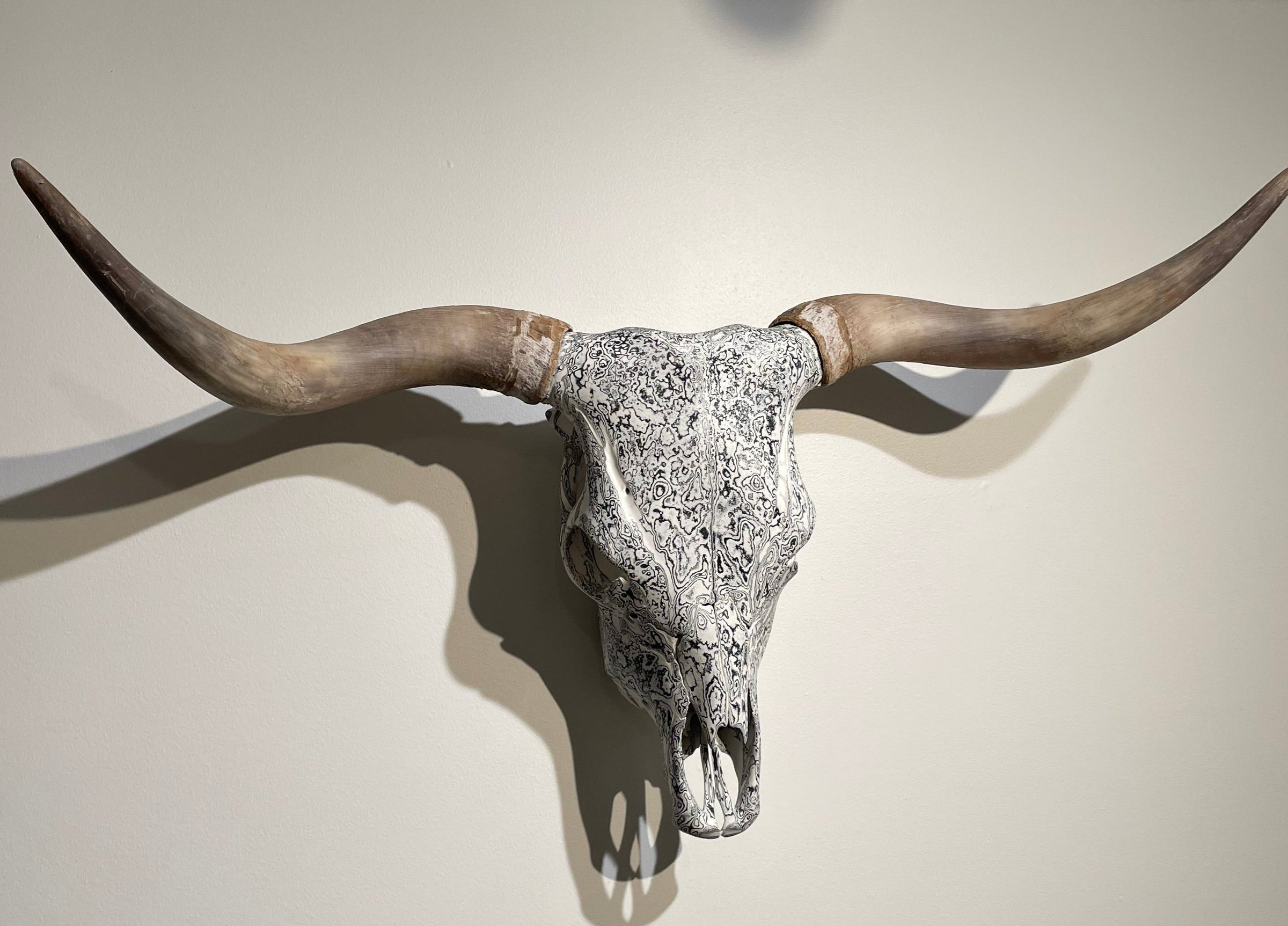 Highland Scottish Cow European Mount