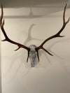 Psychedelic Painted European Elk Mount