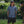 Roark Bless Up Short Sleeve Button-Down Shirt